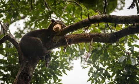 Malayan sun bear looking moody and tired, Sepilok, Borneo, Malaysia Stock Photos