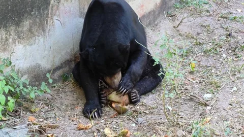 Malayan sun bear or Honey bear (Helarctos malayanus). Stock Footage 308481947
