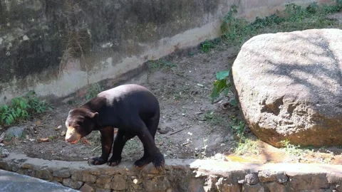 Malayan sun bear or Honey bear (Helarctos malayanus). Stock Footage 308482889