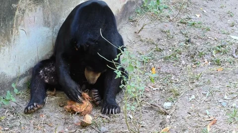 Malayan sun bear or Honey bear (Helarctos malayanus). Video stock 309143085