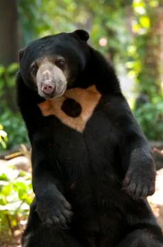 Malayan sun bear Stock Photos