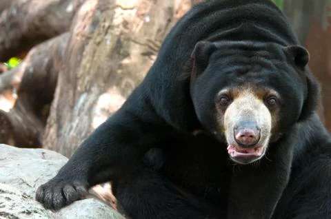 Malayan sun bear Foto stock