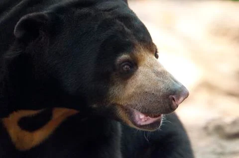 Malayan sun bear Foto stock