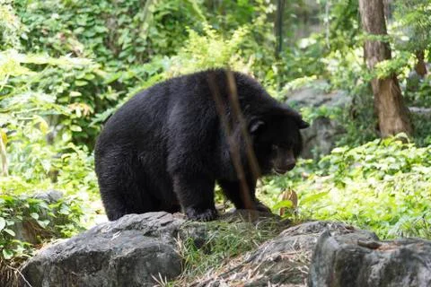 Malayan sun bear Stock Photos