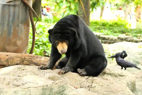 Malayan Sun Bear. Stock Photos