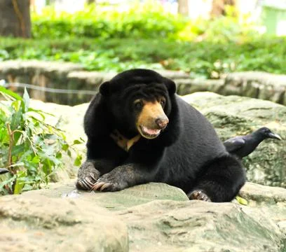 Malayan Sun Bear. Stock Photos