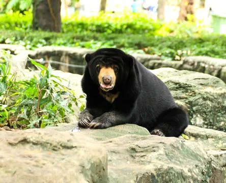 Malayan Sun Bear. Stock Photos