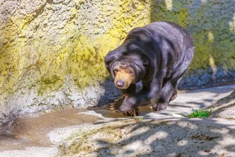 Malayan Sun Bear Foto stock