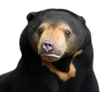 Malayan sun bear Stock Photos