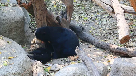 Malayan Sun Bear Playing With Family Stock Footage 48816627