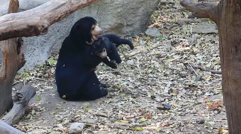 Malayan Sun Bear Playing With Family (2 shot) Stock Footage 48820650