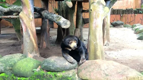 Malayan sun bear resting on a rock in a zoo enclosure Video stock 333635569