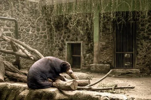 Malayan Sun Bear is seen sitting with his back to the camera. The sun bear .. Stock Photos