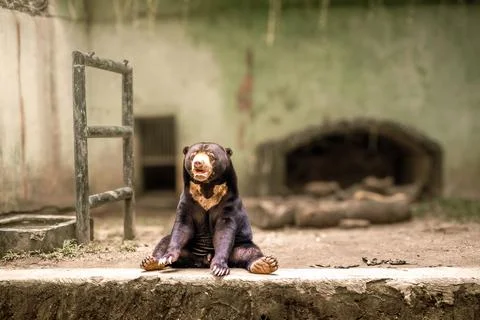 The Malayan Sun Bear is seen sitting alone facing the camera. Sun bears are.. Stock Photos