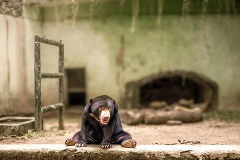 The Malayan Sun Bear is seen sitting alone facing the camera while looking .. Stock Photos