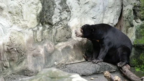 Malayan sun bear sitting beside the rock. Stock Footage 81640671
