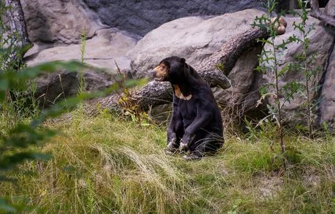 A Malayan Sun Bear sitting in on a ground in its natural habitat, found prima Stock Photos