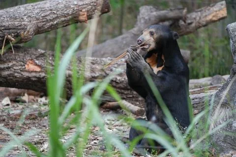 Malayan Sun Bear sitting on the ground and chewing a tree stick Фото