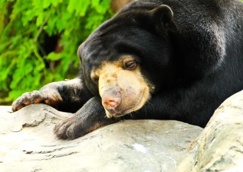 Malayan sun bear sleeping. Stock Photos