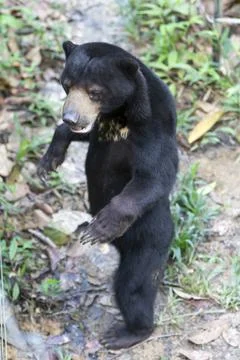 Malayan Sun Bear is the smallest bear in the world. 스톡 사진