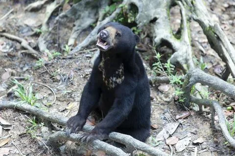 Malayan Sun Bear is the smallest bear in the world. Stock Photos
