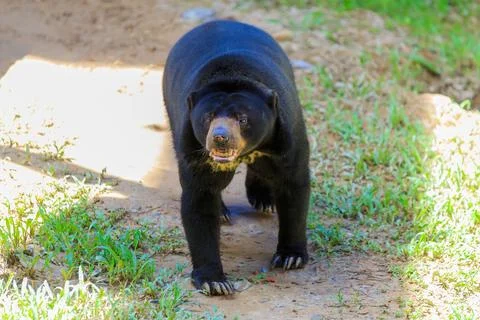 Malayan Sun Bear is the smallest bear in the world. Stock Photos