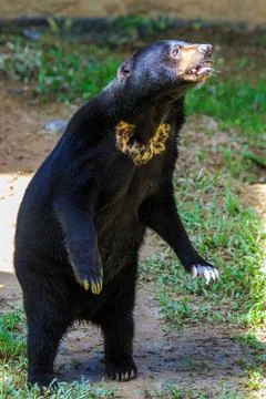 Malayan Sun Bear is the smallest bear in the world. Stock Photos