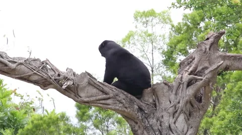 Malayan Sun Bear On Top Of Tree Video stock 49661876
