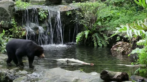 Malayan sun bear walking around waterfall. Stock Footage 81677047