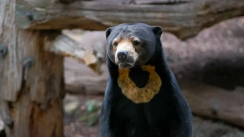 A Malayan sun bear walks on logs at the zoo. 動画素材 211415047