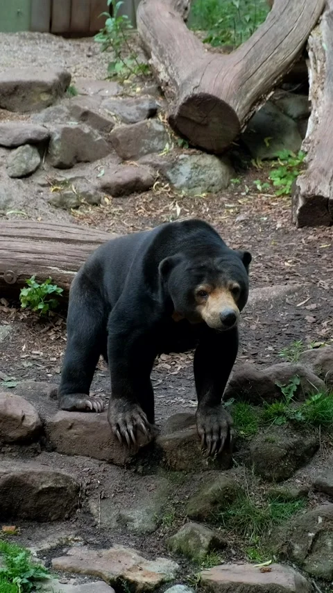 A Malayan sun bear walks on logs at the zoo. 動画素材 291983650