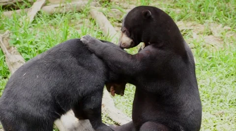 Malayan Sun bears having fun. Stock Footage 55308756
