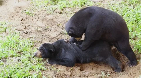 Malayan sun bears mating Video stock 55289861