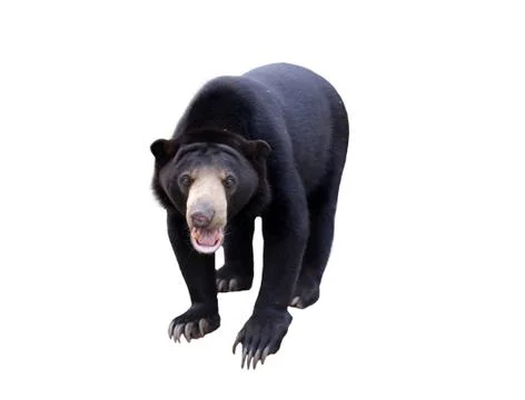Malayan sunbear isolated Stock Photos