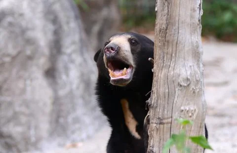 Malayan sunbear Stock-Fotos