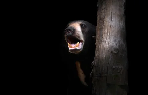 Malayan sunbear Foto stock