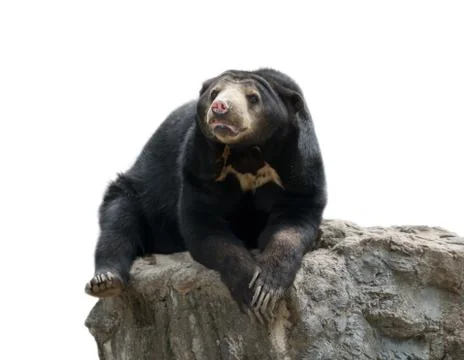 Malayan sunbear 스톡 사진