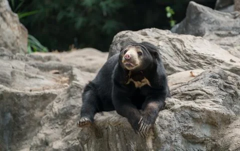 Malayan sunbear Stock Photos