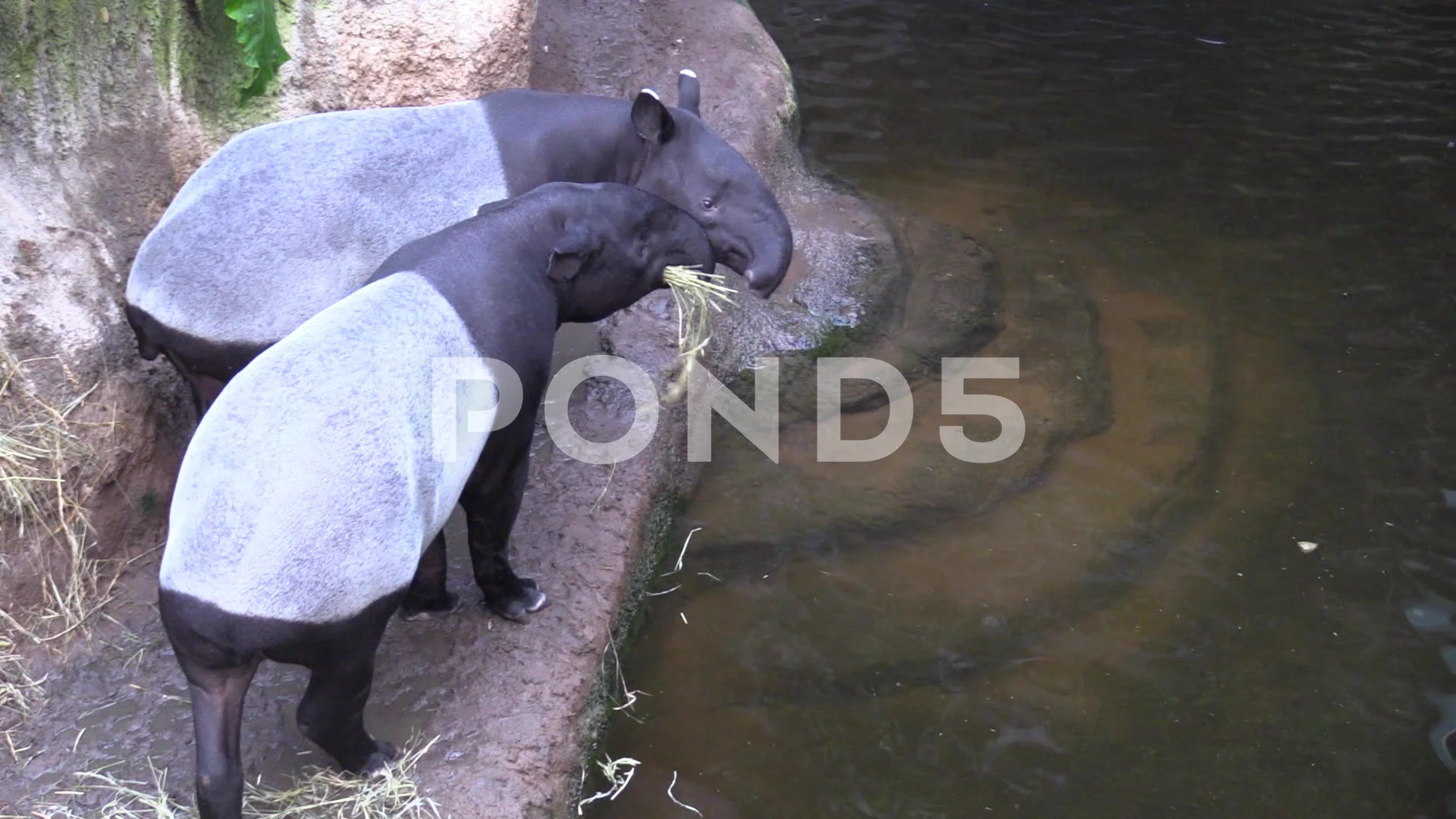 Malayan Tapir Adult Pair Eating Grass by Water