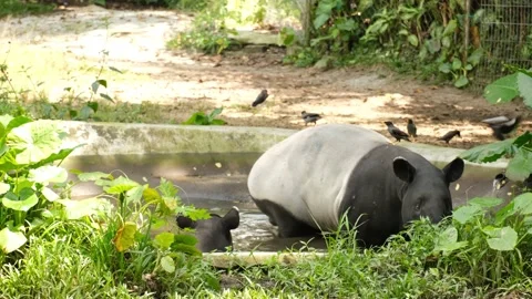 Malayan Tapir Cooling The Part Stock Footage 225762979