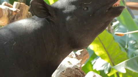 Malayan Tapir Stock Footage 46095265