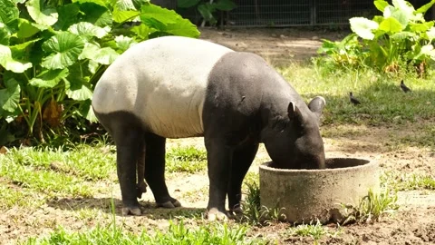 Malayan Tapir Video stock 225763003