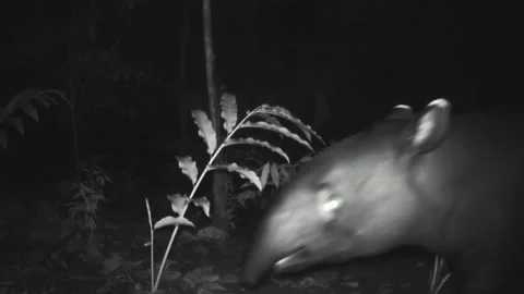 Malayan tapir. Stock Footage 276413458
