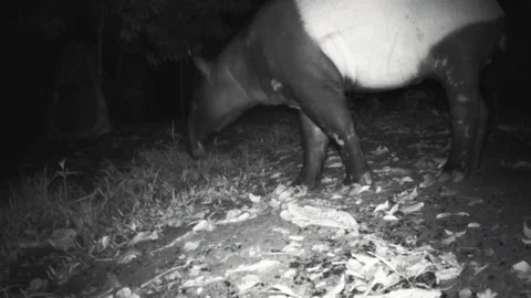 Malayan tapir Stock Footage 276413969