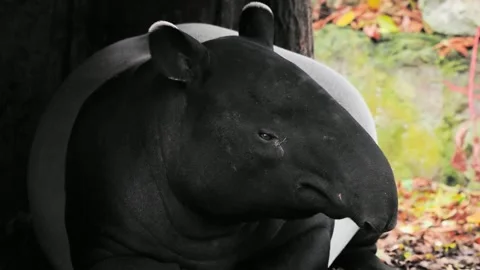 Malayan tapir head close-up profile portrait looking aside. Stock-Footage 345979446