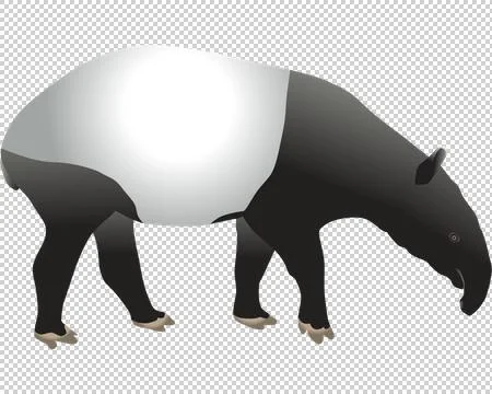 Malayan tapir Stock Illustration