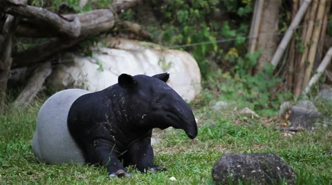 Malayan Tapir or Tapirus Indicus, lay down or sleeping for resting Stock-Footage 58996127