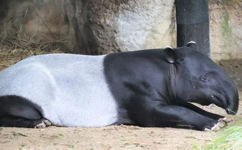 Malayan Tapir Stock Photos