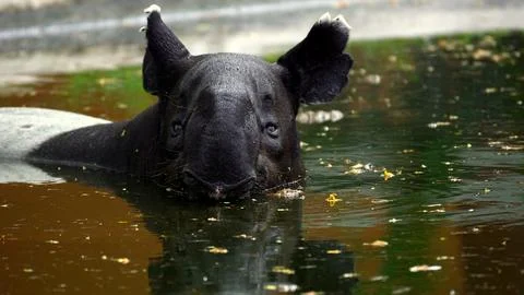 Malayan tapir Stock Photos