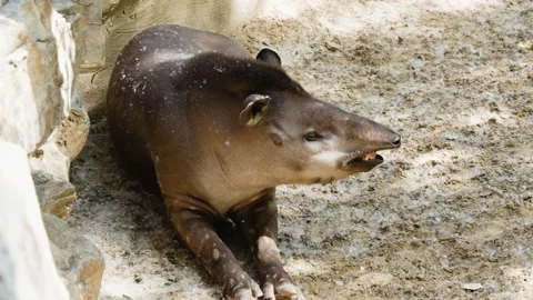Malayan tapir resting on the ground Stock Footage 195483757